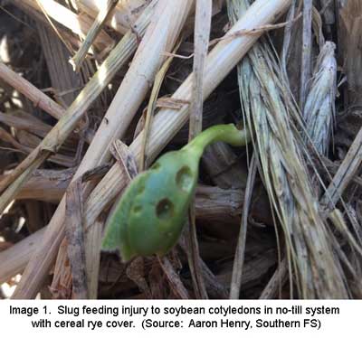 SLUGS IN FIELD CROPS